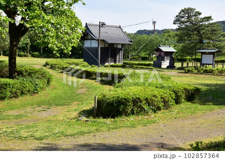 島田市 島田宿大井川川越遺跡の朝顔の松公園と新緑 島田市 島田宿大井川川越遺跡の朝顔の松公園と新緑 102857364