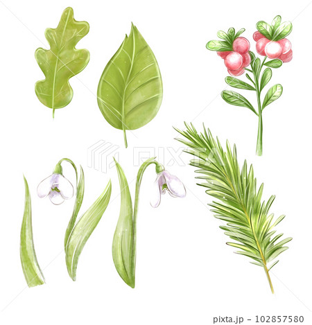 Forest design elements, snowdrop, berries and leaves watercolor set, clipart 102857580