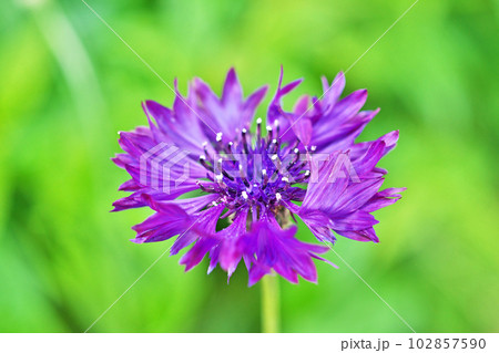 紫色のヤグルマギクの花(春、四月) 紫色のヤグルマギクの花(春、四月) 102857590