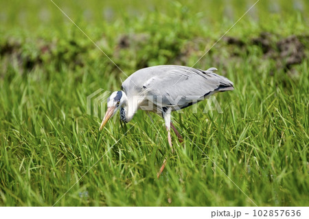 青鷺 heron / 捕食 predation 102857636