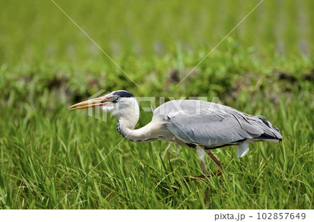 青鷺 heron / 捕食 predation 102857649