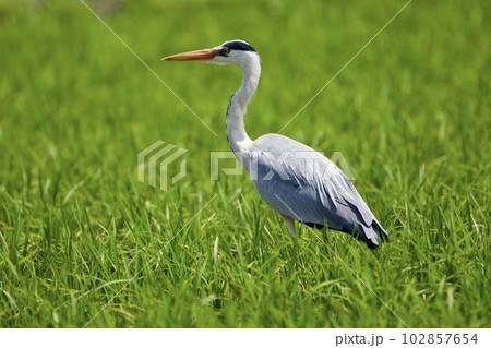 青鷺 heron / 捕食 predation 102857654