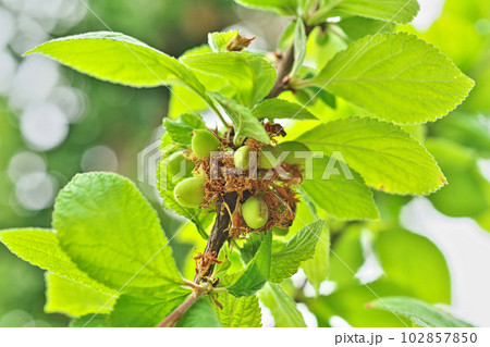 良く見るとウメに似ているユスラウメの実(春、四月) 良く見るとウメに似ているユスラウメの実(春、四月) 102857850