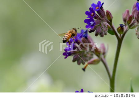 ミツバチ 102858148