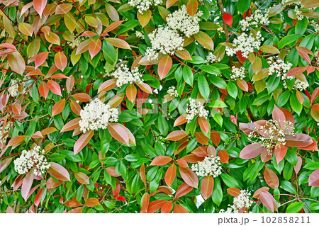 白いカナメモチの花（春、四月） 102858211