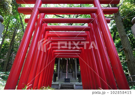 曹洞宗 大本山 總持寺 穴熊稲荷 ~横浜市鶴見区~ 曹洞宗 大本山 總持寺 穴熊稲荷 ~横浜市鶴見区~ 102858415