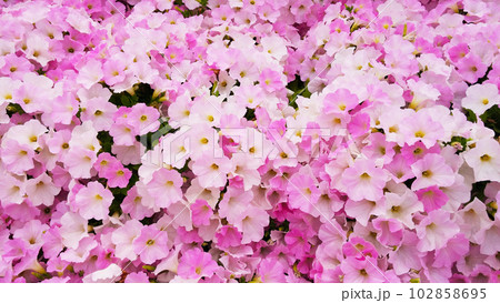 ペチュニアの花畑  102858695