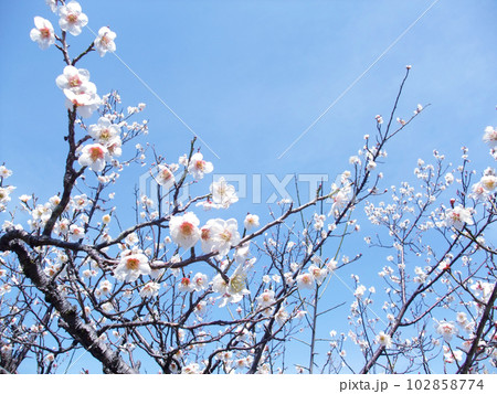 青空に向かって枝を伸ばす白梅の花 青空に向かって枝を伸ばす白梅の花 102858774