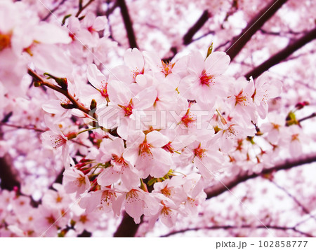 さくらの花が芽吹く春  102858777