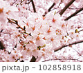 さくらの花が芽吹く春  102858918