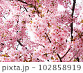 満開の河津桜  102858919