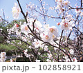 青空に向かって枝を伸ばす白梅の花  102858921