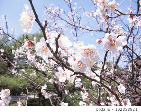 青空に向かって枝を伸ばす白梅の花  102858921