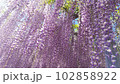 満開の藤の花  102858922