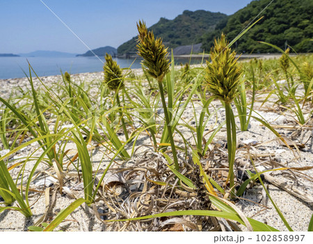 海辺に生えているコウボウムギ 102858997