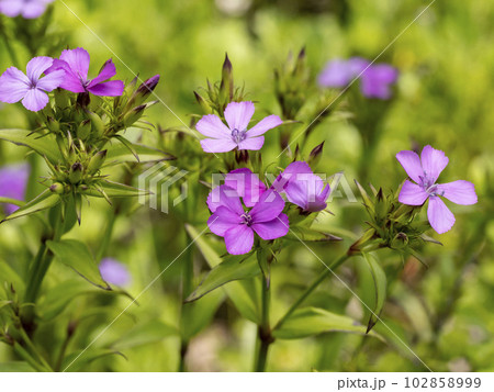 海の近くに咲くハマナデシコの花 102858999