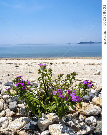 海の近くに咲くハマナデシコの花 102859003
