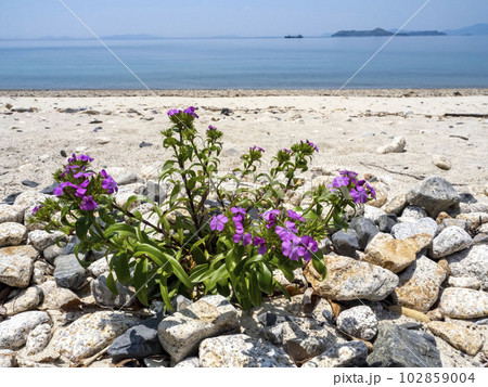 海の近くに咲くハマナデシコの花 102859004
