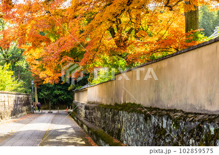 京都市北山の大徳寺 龍翔寺の紅葉 京都市北山の大徳寺 龍翔寺の紅葉 102859575