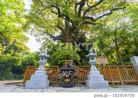 大鳥大社　根上がりの大楠（大阪府堺市西区鳳北町） 102859730
