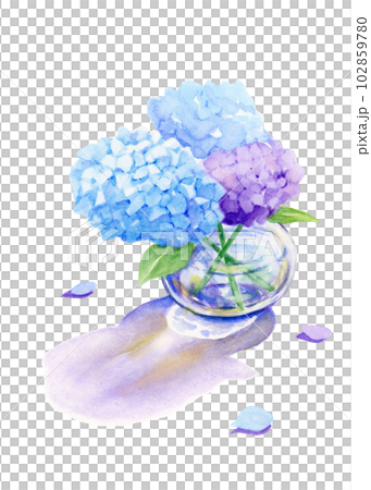 紫陽花の季節【手描き水彩画】のイラスト素材 [102859780] - PIXTA