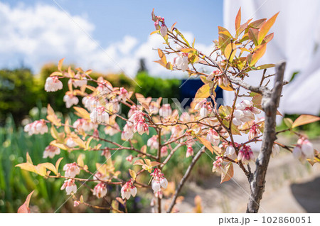 庭のブルーベリーの花 庭のブルーベリーの花 102860051