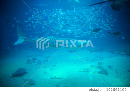 水族館の魚たち 102861103