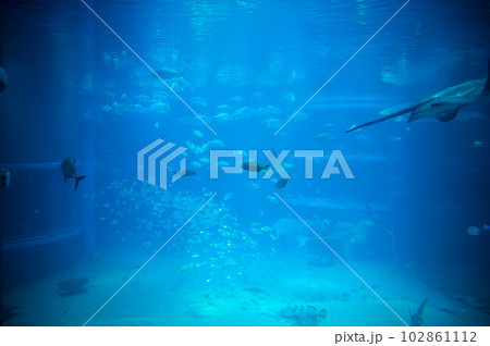 水族館の魚たち 102861112