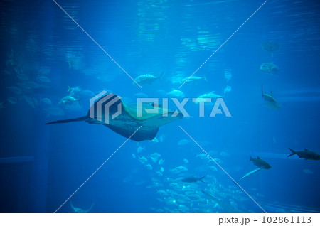 水族館の魚たち 102861113