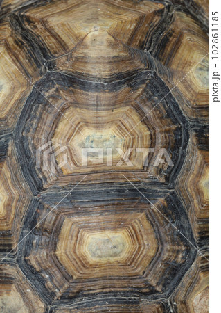 Close up Sulcata tortoise skin for animal skin Close up Sulcata tortoise skin for animal skin 102861185