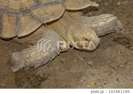Sulcata tortoise in the garden at thailand Sulcata tortoise in the garden at thailand 102861186
