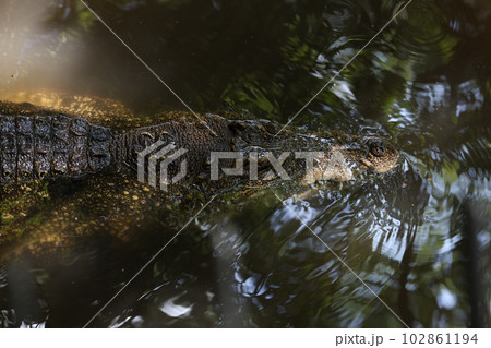 Close up eye crocodile is show head in river Close up eye crocodile is show head in river 102861194