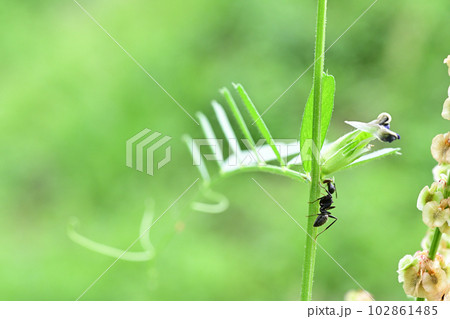 カラスノエンドウの花外蜜腺から蜜を吸うクロオオアリ 102861485