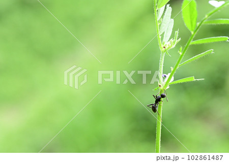 カラスノエンドウの花外蜜腺から蜜を吸うクロオオアリ カラスノエンドウの花外蜜腺から蜜を吸うクロオオアリ 102861487