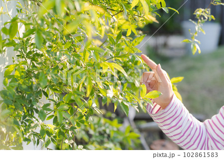モッコウバラと女の子の写真 102861583