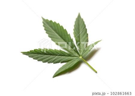 Green cannabis leaf on white background closeup 102861663