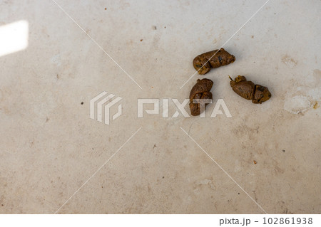 コンクリートの上に落ちている犬のうんこ 102861938