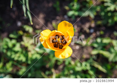Top view of a yellow tulip. pistils, stamens 102861994