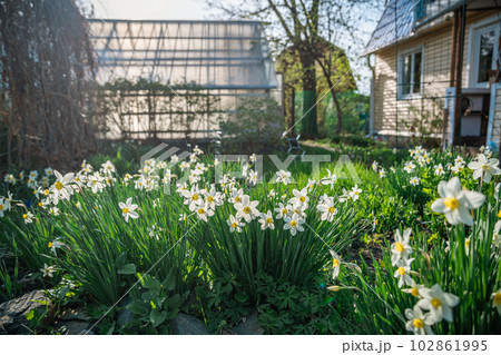 Lots of beautiful white daffodils in the garden. gardening, flower breeding, spring, flowering 102861995