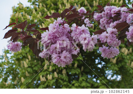 Flowers on a sakura branch Flowers on a sakura branch 102862145