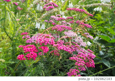 Achillea millefolium, yarrow or common yarrow, is a flowering plant in the family Asteraceae. Old man's pepper, devil's nettle, sanguinary, milfoil, soldier's woundwort and thousand seal. Pink flowers 102862183