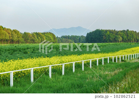 小岩井黄色い黄色い菜の花の絨毯 果てしなく続く黄色い幸せの道 小岩井黄色い黄色い菜の花の絨毯 果てしなく続く黄色い幸せの道 102862521