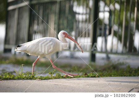 White ibis wild bird, also known as great egret or heron walking on grass in town park in summer 102862900