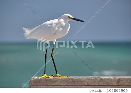 White heron wild sea bird, also known as great egret on seaside in summer 102862906