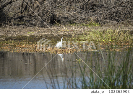 White great egret bird hunting on Florida wetland in summer White great egret bird hunting on Florida wetland in summer 102862908
