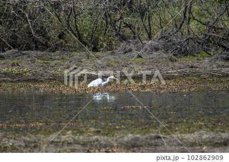 White great egret bird hunting on Florida wetland in summer White great egret bird hunting on Florida wetland in summer 102862909