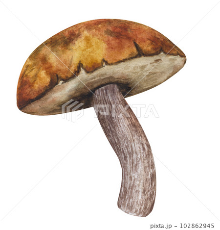 Boletus edible forest mushroom. Botanical drawing. Hand-drawn watercolor illustration isolated on white background. For use card, poster, menu Boletus edible forest mushroom. Botanical drawing. Hand-drawn watercolor illustration isolated on white background. For use card, poster, menu 102862945