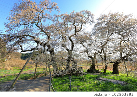 石部桜 福島県会津若松市 石部桜 福島県会津若松市 102863293