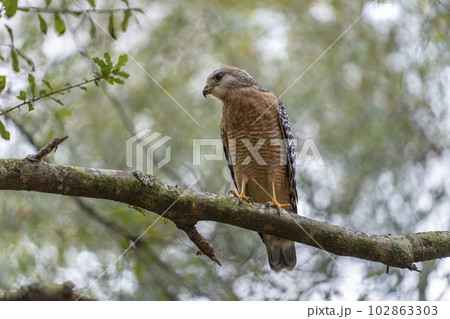 The red-shouldered hawk bird perching on a tree branch looking for prey to hunt in summer forest 102863303