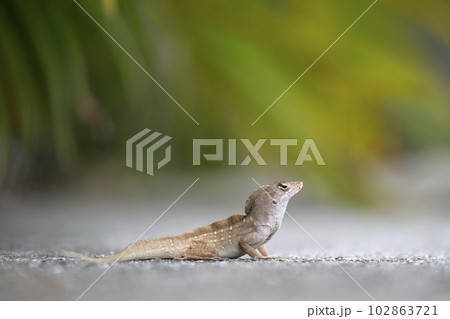 Macro closeup of blown alone lizard warming on summer sun. Anolis sagrei small reptile in native to Florida USA Macro closeup of blown alone lizard warming on summer sun. Anolis sagrei small reptile in native to Florida USA 102863721
